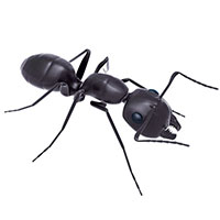 Carpenter Ants